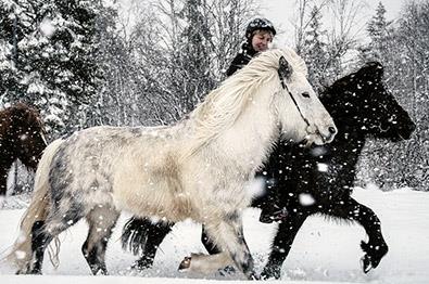 Mesna Opplevelser og Overnatting - Horseback riding - winter