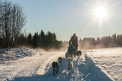 |Over Skog og Heiberg - Hundeslede i vintersola