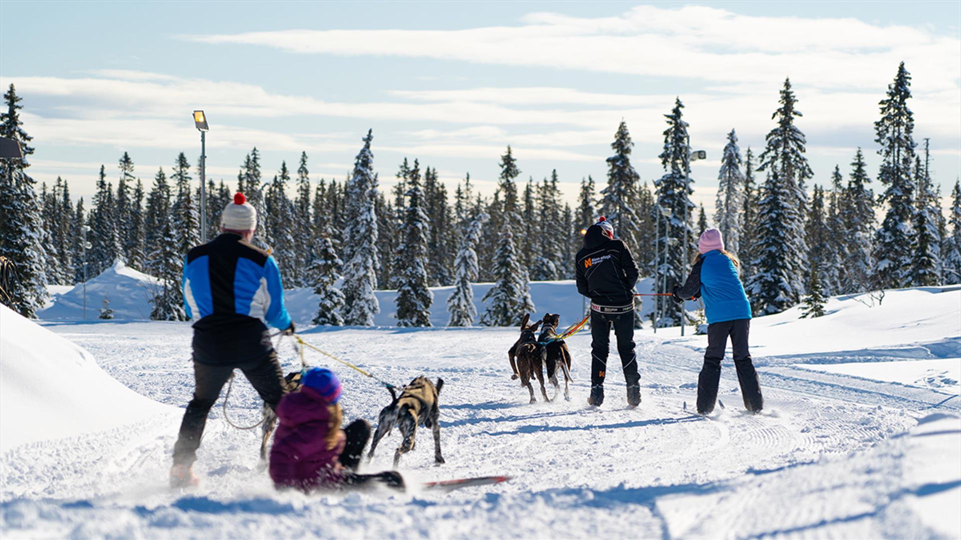Vinter - Skitur med hund - Sjusjøen