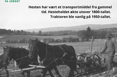 Nils Gunnerød kjører kastehjulsopptakeren i potetåkeren på gården Krabysanden, Østre Toten.