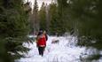 Elgsafari til fots med Finnskogen Adventures