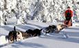 Bjerkeli Villmarksopplevelser hundeslede vinter