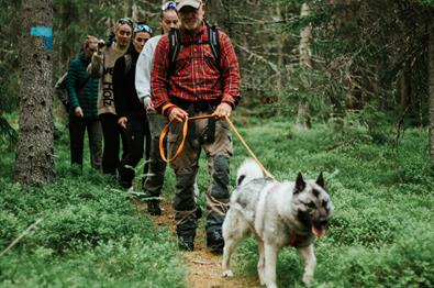Elgsafari med guide og hund i Finnskogen