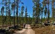 Sykling på villmarksleden gjennom Finnskogen