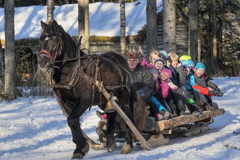 Hest og slede på Anno Norsk skogmuseum
