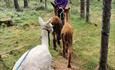 walking the alpacas in a green forest