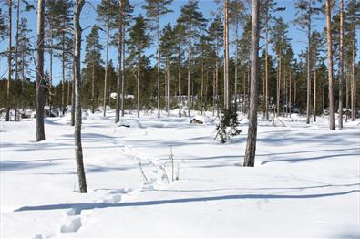 Natur, Plan og Utvikling Dyrespor i snø