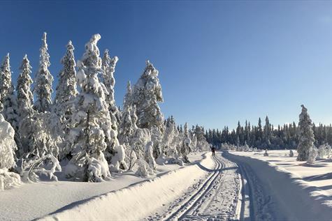 Totenåsen - Cross country skiing trails from Torsætra