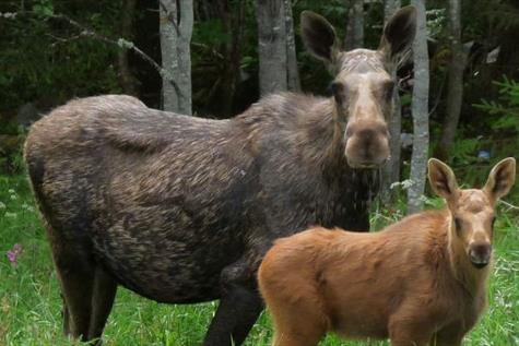 Moose safari in Finnskogen - the Finnforest - by foot
