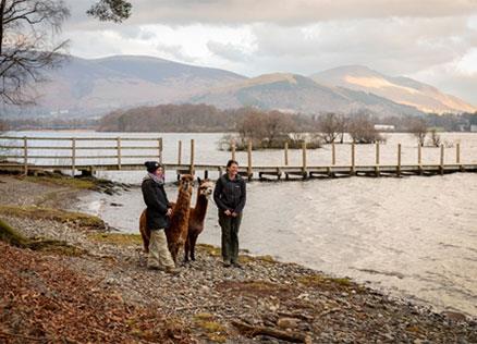 Keswick - walk with Alpacas