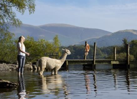 Visitor on an alpaca walk by a lake shore