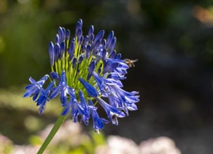 Flowers in bloom at the Lingholm Estate in the Lake District, Cumbria