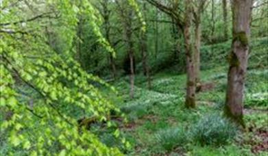 Nature Connection Walks with Wild Soul