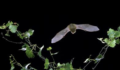 A bat flying through the air at night