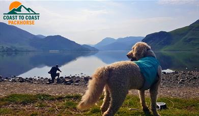 Visitor and dog on a Walking Holiday with Coast to Coast Packhorse in the Lake District, Cumbria