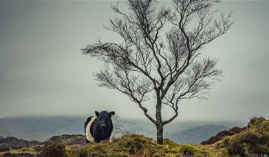 Photo of a Belted Galloway Cow, taken at a Farms & Fells Photography Workshop with Amy Bateman Photography Ltd in the Lake District, Cumbria