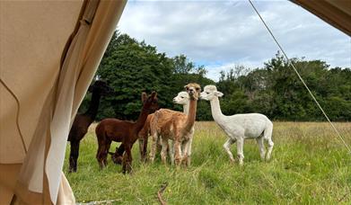 Alpacas at All About Alpacas in Cartmel, Cumbria