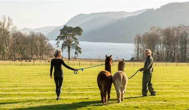 Alpaca Walking at The Lake District Wildlife Park near Bassenthwaite, Lake District