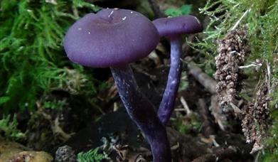 Photo of a mushroom