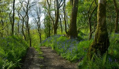 Path on Wildlife Tour with Cumbria Wildlife Trust in Staveley Woodlands Nature Reserve, Lake District