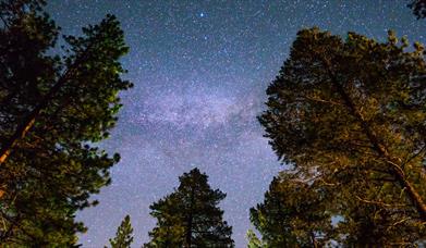 photo of the night sky full of stars above a forest canopy