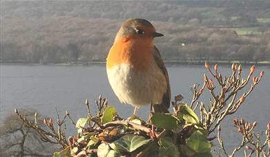 Robin as seen on the Dawn Chorus Day at Brantwood in Coniston, Lake District