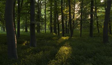 Lush Forest in Evening Light