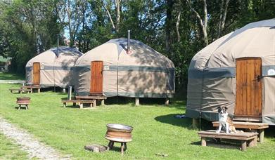 Dog Friendly Yurts at Long Valley Yurts, Keswick, Lake District