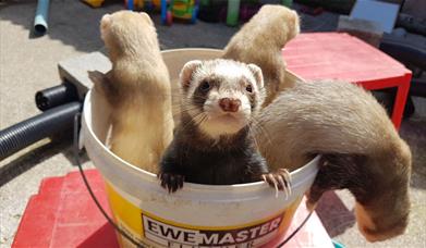 Ferrets at Lakeland Maze Farm in Sedgwick, Cumbria