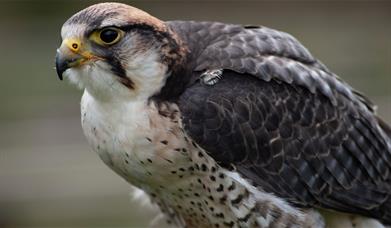 Hawk at the Hawk & Owl Centre at Muncaster Castle in Ravenglass, Cumbria