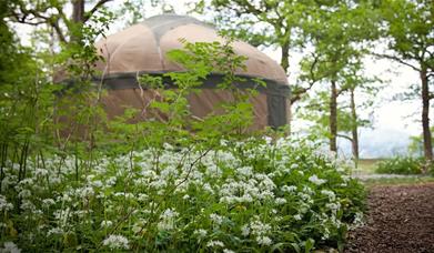 Glamping Yurt at Long Valley Yurts in Lakeside, Lake District