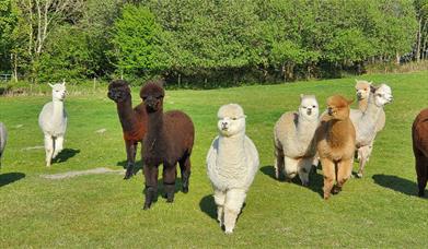 Wreay Syke Alpacas - The Herd