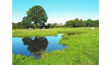 Pond in Cumbria