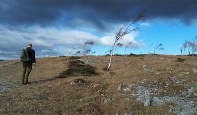 The Woodsman’s Walk - A Full Day Guided Walk in South Lakes with Green Man Survival