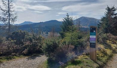 Whinlatter Forest