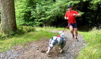 A man being dragged along by his dog on a woodland trail,