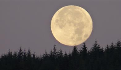 Photo of a full moon above a dimly lit forest