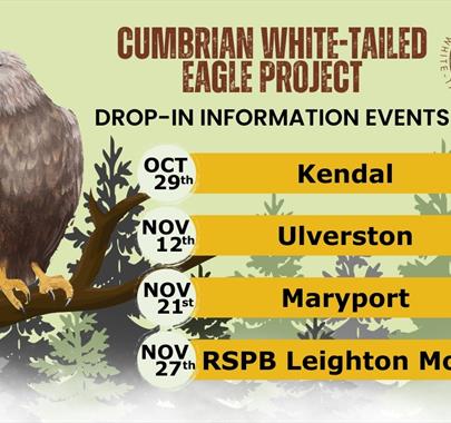 Poster for The Cumbrian White-Tailed Eagle Project – drop-in information events