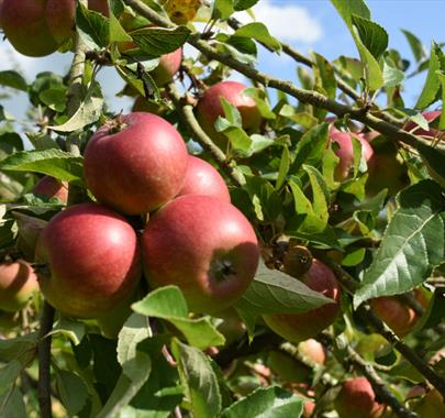 Sizergh Orchard Day