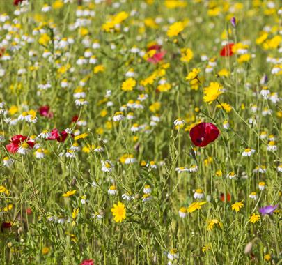 Meadow Mania Part 1: British Native Meadow Species