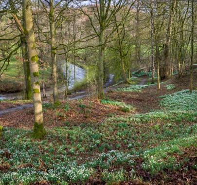 Snowdrop Weekends