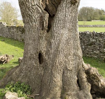 Ancient Trees exhibition