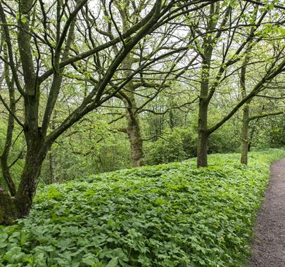 Foraging Courses