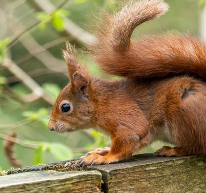 Red Squirrel Talks with Rachel Smith