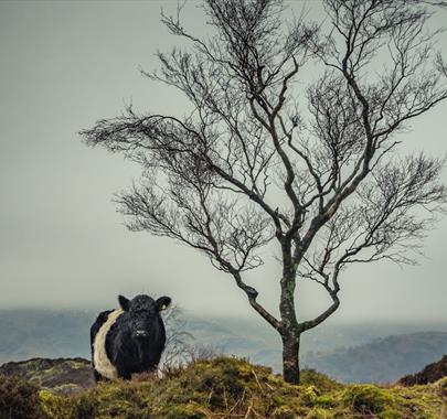 Photo of a Belted Galloway Cow, taken at a Farms & Fells Photography Workshop with Amy Bateman Photography Ltd in the Lake District, Cumbria