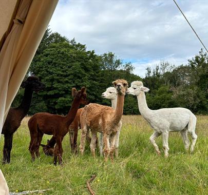 Alpacas at All About Alpacas in Cartmel, Cumbria