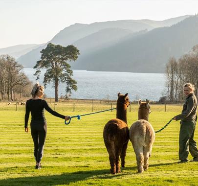 Alpaca Walking at The Lake District Wildlife Park near Bassenthwaite, Lake District