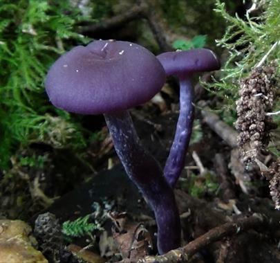 Photo of a mushroom