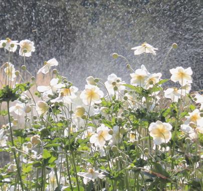Gardens on tours with Cumbria Tourist Guides