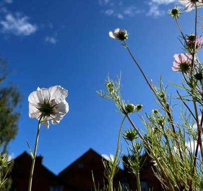 Photo of flowers taken from a low angle, looking up toward a blue sky, with a building cast in shadow in the background.